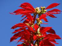 Weihnachtsstern - Risco Bello Garten Puerto de la Cruz